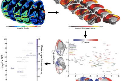 Human Brain Project study offers insights into neurotransmitter receptor organisation