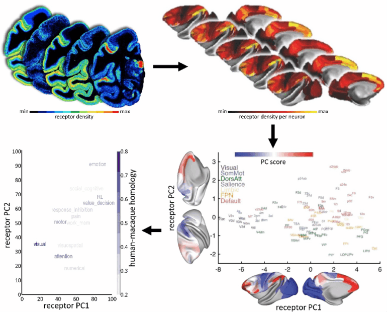 Human Brain Project study offers insights into neurotransmitter receptor organisation