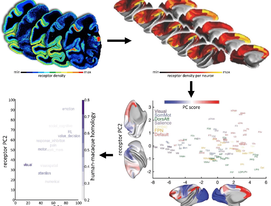 Human Brain Project study offers insights into neurotransmitter receptor organisation