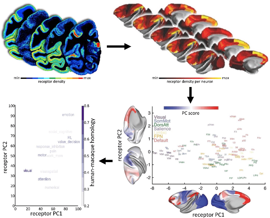 Human Brain Project study offers insights into neurotransmitter receptor organisation