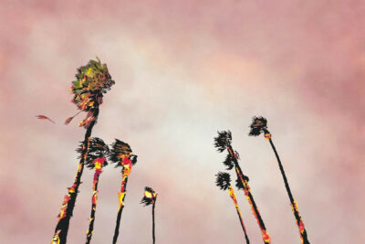 Francesca Gabbiani: Mutations. Wilding Cran Gallery