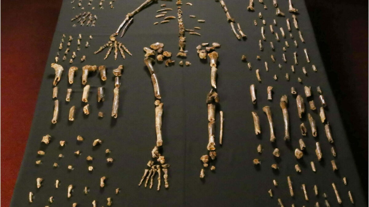 Homo naledi