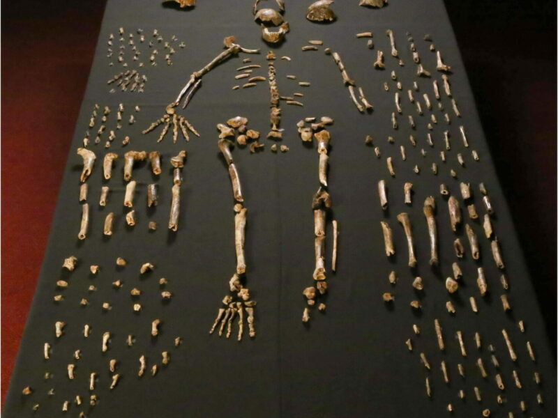 Homo naledi