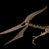 Prehistoric Predators Dating to 190 Million Years Ago Lead Sotheby’s Natural History Auction