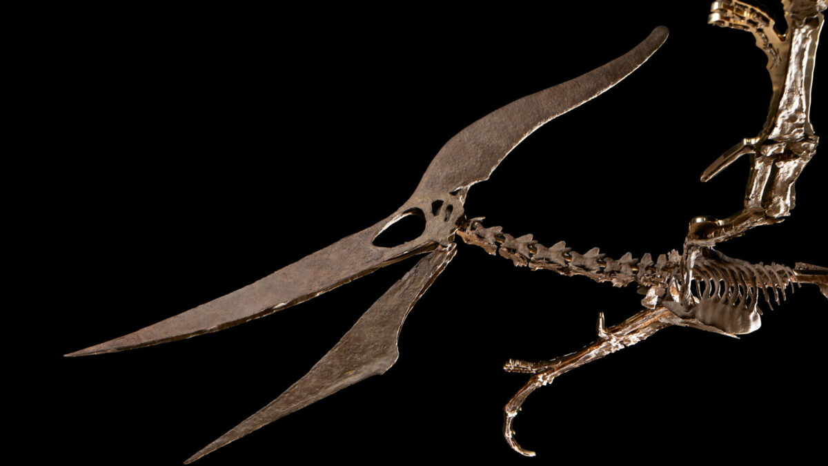 Prehistoric Predators Dating to 190 Million Years Ago Lead Sotheby’s Natural History Auction