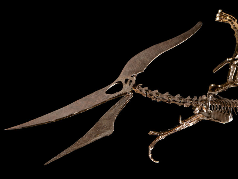 Prehistoric Predators Dating to 190 Million Years Ago Lead Sotheby’s Natural History Auction