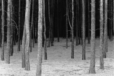 Berlinische Galerie: „Grünzeug. Pflanzen in der Fotografie der Gegenwart“ | Berlin