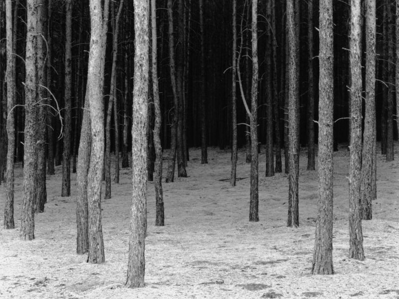 Berlinische Galerie: „Grünzeug. Pflanzen in der Fotografie der Gegenwart“ | Berlin