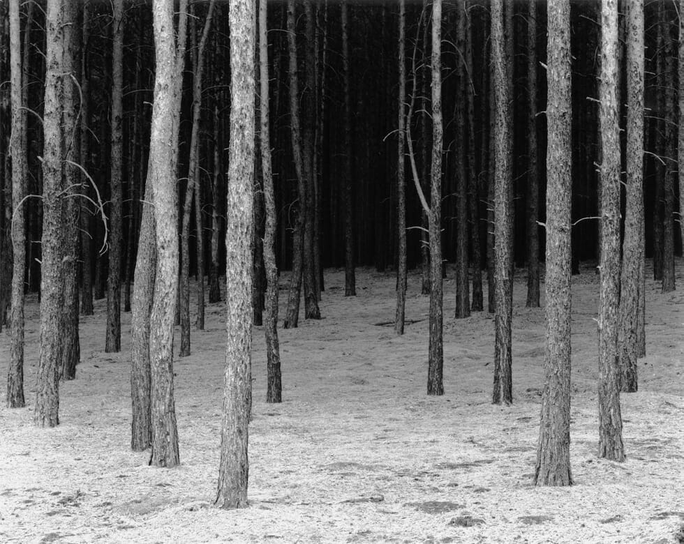 Berlinische Galerie: „Grünzeug. Pflanzen in der Fotografie der Gegenwart“ | Berlin