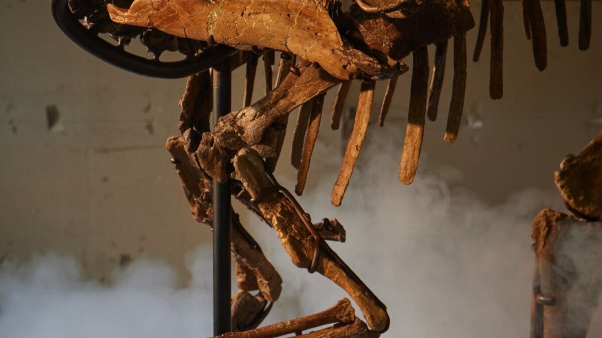 Sotheby’s Stages its First Ever Natural History Auction in Asia, Starring Two Exceptional Fossil Specimens