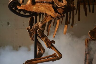 Sotheby’s Stages its First Ever Natural History Auction in Asia, Starring Two Exceptional Fossil Specimens