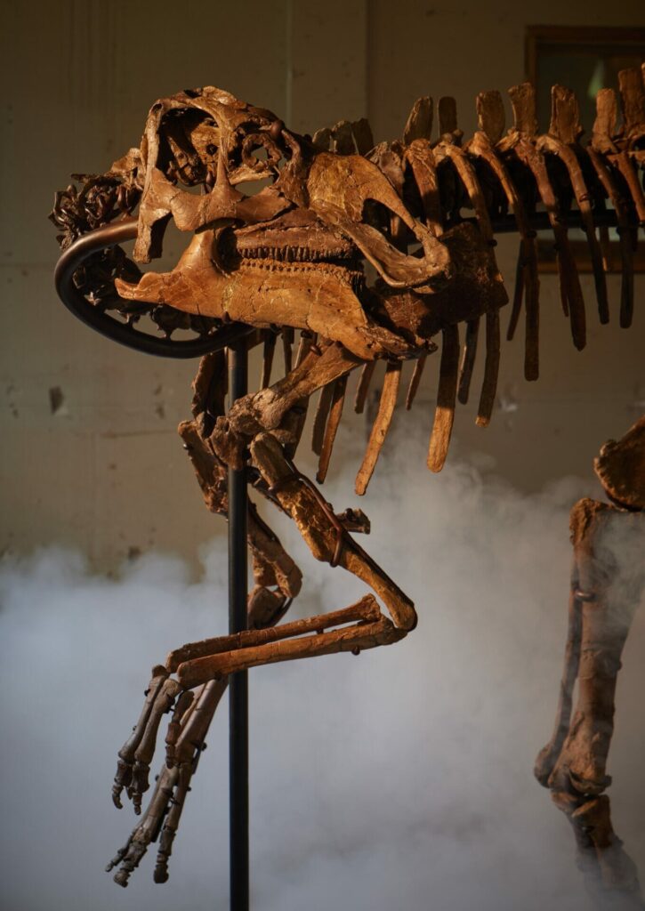 Sotheby’s Stages its First Ever Natural History Auction in Asia, Starring Two Exceptional Fossil Specimens