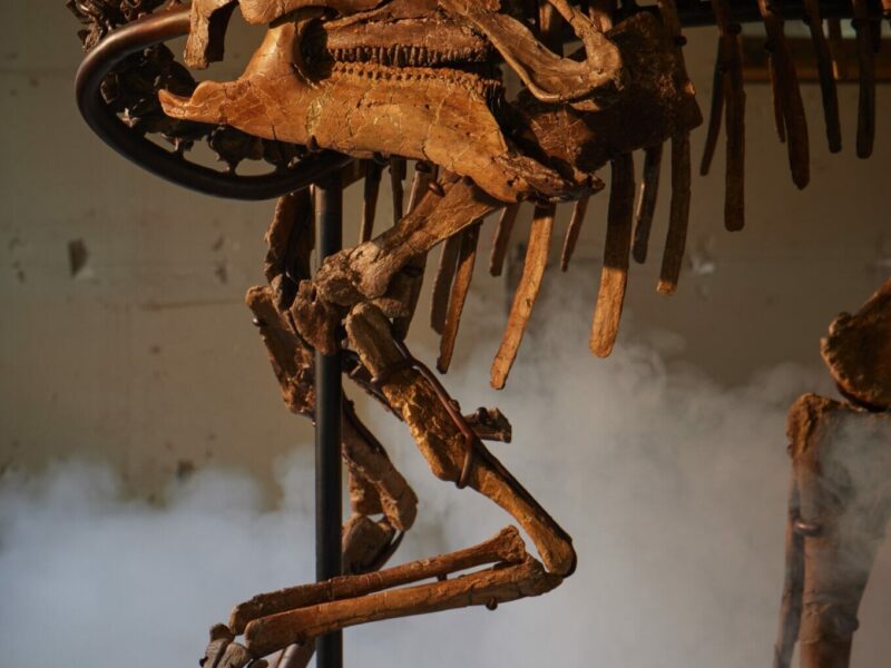 Sotheby’s Stages its First Ever Natural History Auction in Asia, Starring Two Exceptional Fossil Specimens