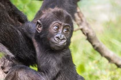 Baby Gorilla Cam