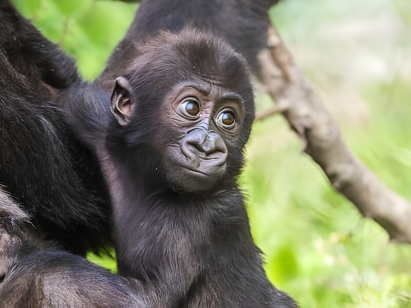 “Baby Gorilla Cam” (2023) Live on Netflix: two baby gorillas in Cleveland zoo
