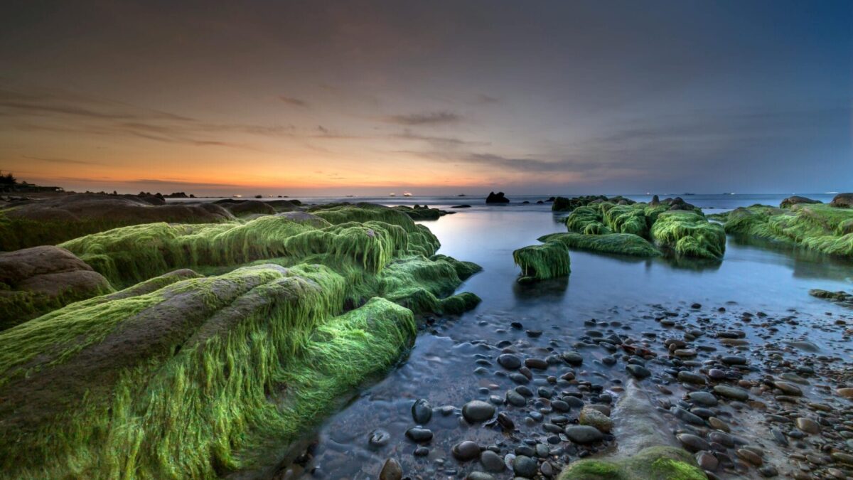 Sea moss: why add Irish sea moss to your diet?