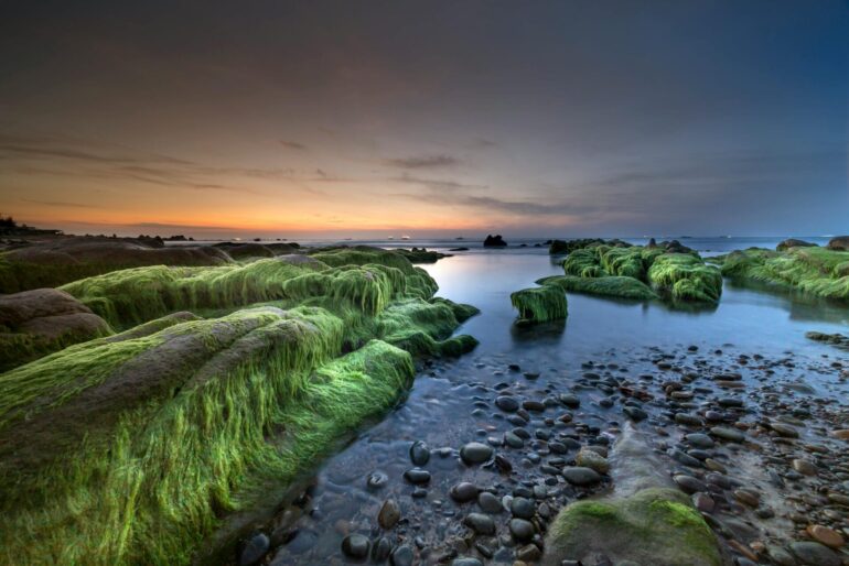 Sea moss: why add Irish sea moss to your diet?