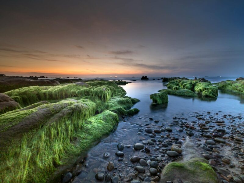 Sea moss: why add Irish sea moss to your diet?