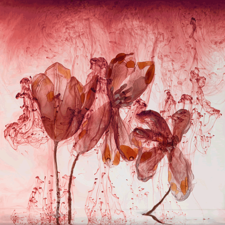 Kathrin Linkersdorff: Fairies – Yossi Milo, New York