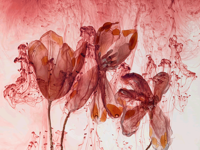 Kathrin Linkersdorff: Fairies – Yossi Milo, New York