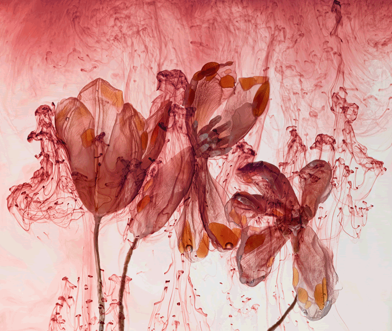 Kathrin Linkersdorff: Fairies – Yossi Milo, New York