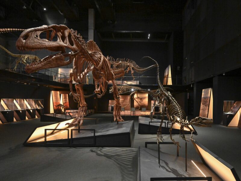 Dinosaurios de la Patagonia | Exposición en el Museo de la Ciencia CosmoCaixa | Barcelona