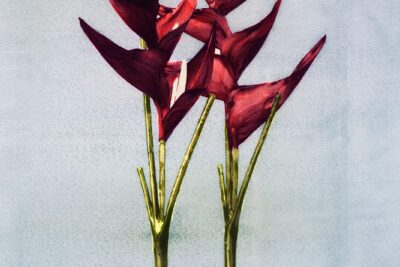 Flora Industrialis, el nuevo trabajo de Vik Muniz | MUN Museo Universidad de Navarra, Pamplona