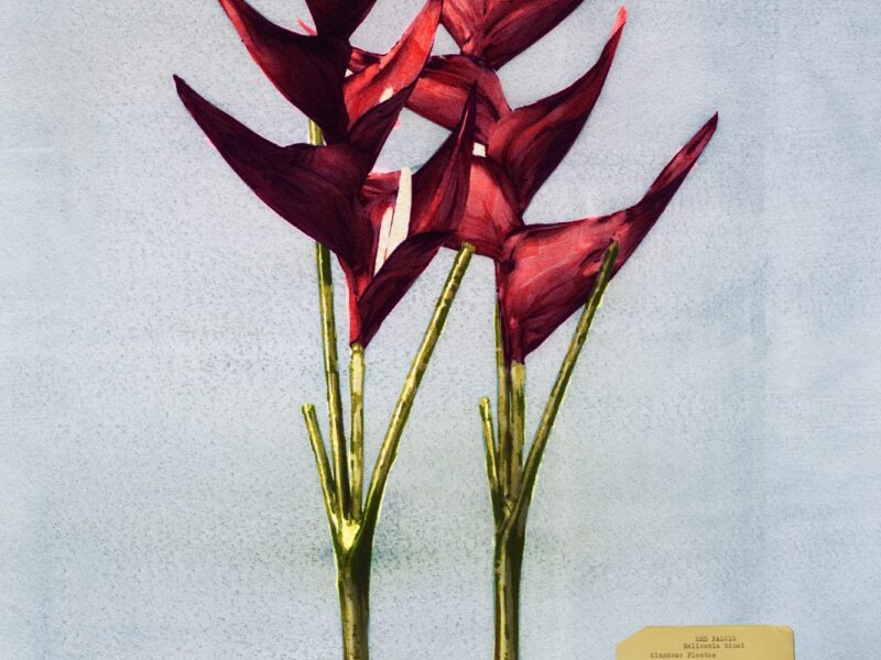 Flora Industrialis, el nuevo trabajo de Vik Muniz | MUN Museo Universidad de Navarra, Pamplona