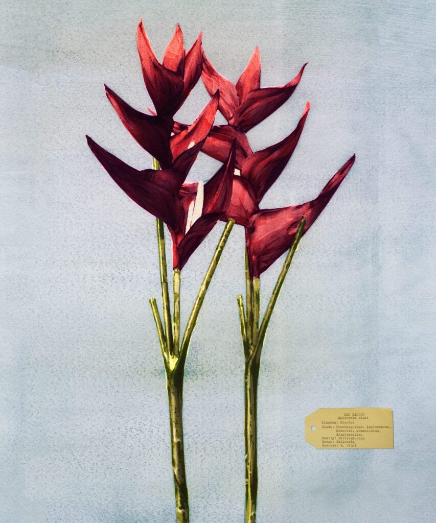 Flora Industrialis, el nuevo trabajo de Vik Muniz | MUN Museo Universidad de Navarra, Pamplona