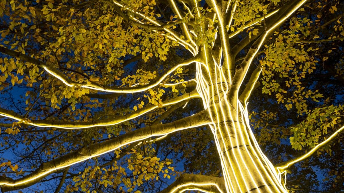 Lightscape Returns to Brooklyn Botanical Garden This Holiday Season | New York