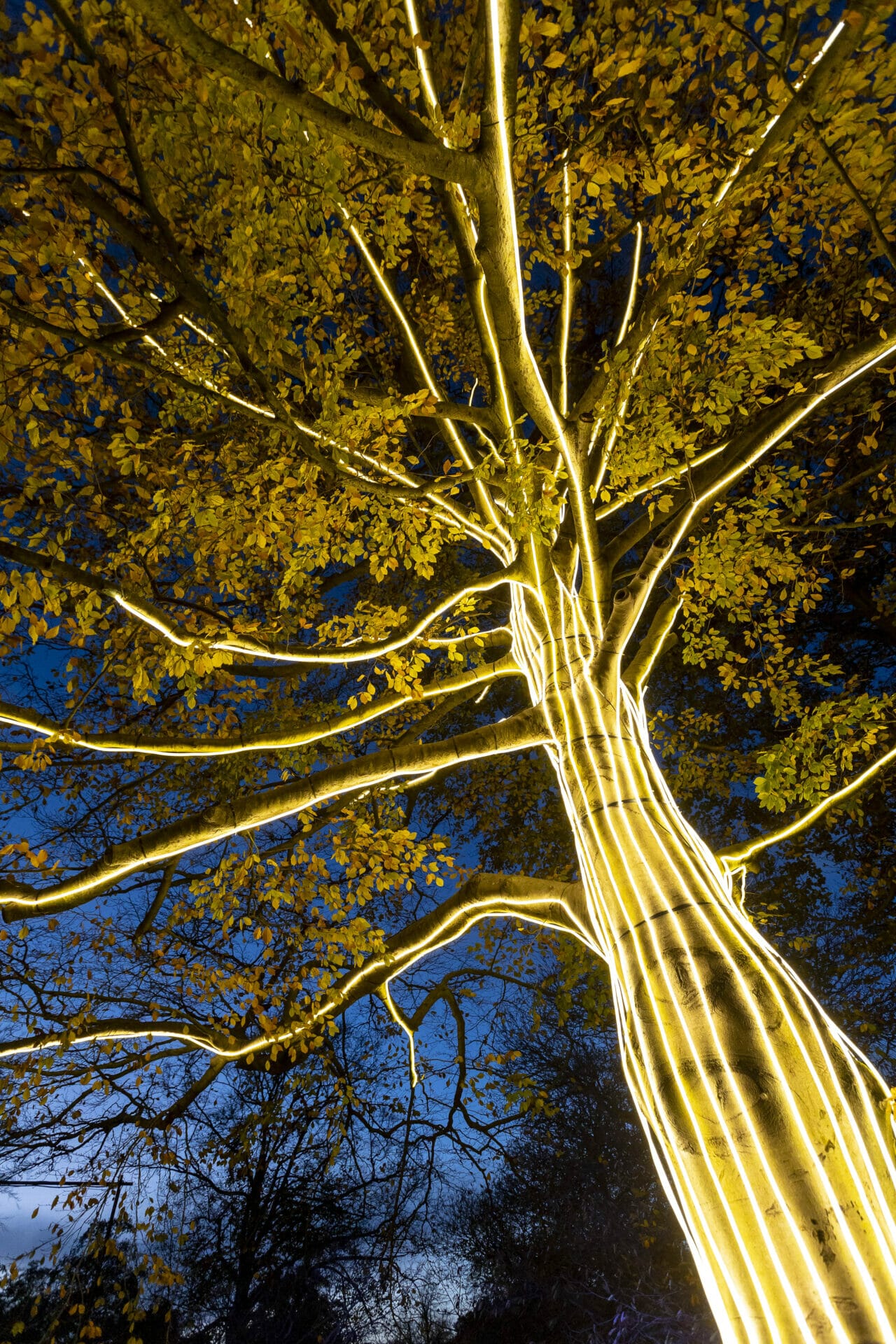 Lightscape Returns to Brooklyn Botanical Garden This Holiday Season | New York