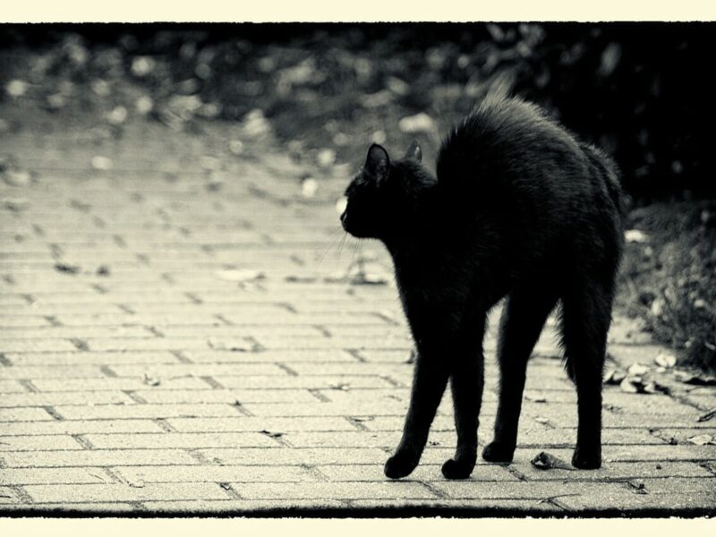 13日の金曜日の迷信の奇妙な起源