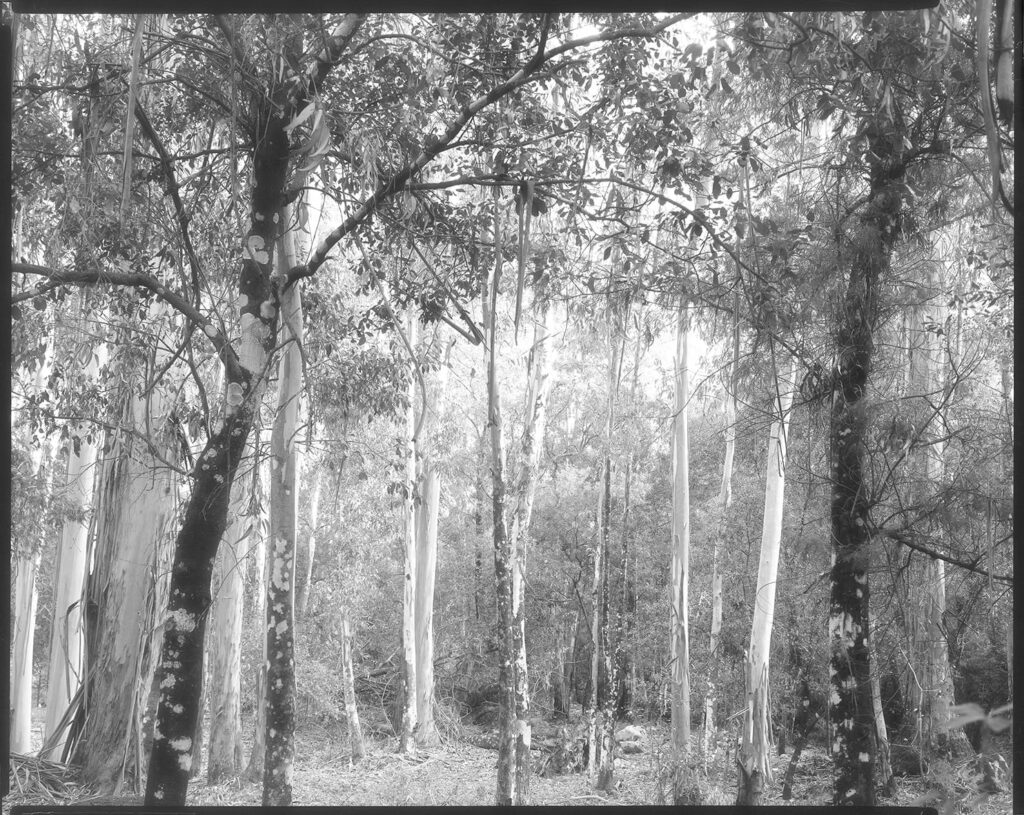 In occasione di PhotoVogue Festival | Domani, martedì 14 novembre 2021, ore 18.30 | Inaugurazione della mostra: “Beginnings: Elena Aya Bundurakis, Mark Dorf, Daniele Marzorati, Marit Wolters” | Milano, NONOSTANTE MARRAS