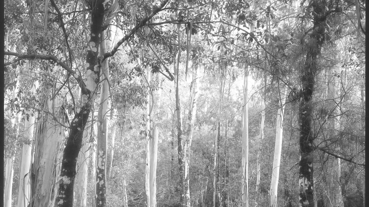In occasione di PhotoVogue Festival | Domani, martedì 14 novembre 2021, ore 18.30 | Inaugurazione della mostra: “Beginnings: Elena Aya Bundurakis, Mark Dorf, Daniele Marzorati, Marit Wolters” | Milano, NONOSTANTE MARRAS