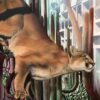 Corey Helford Gallery presents Course of Empire by Josie Morway