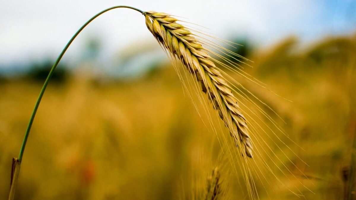 La reprise économique mondiale et le boom des matières premières : Qu&rsquo;est-ce qui vient ensuite