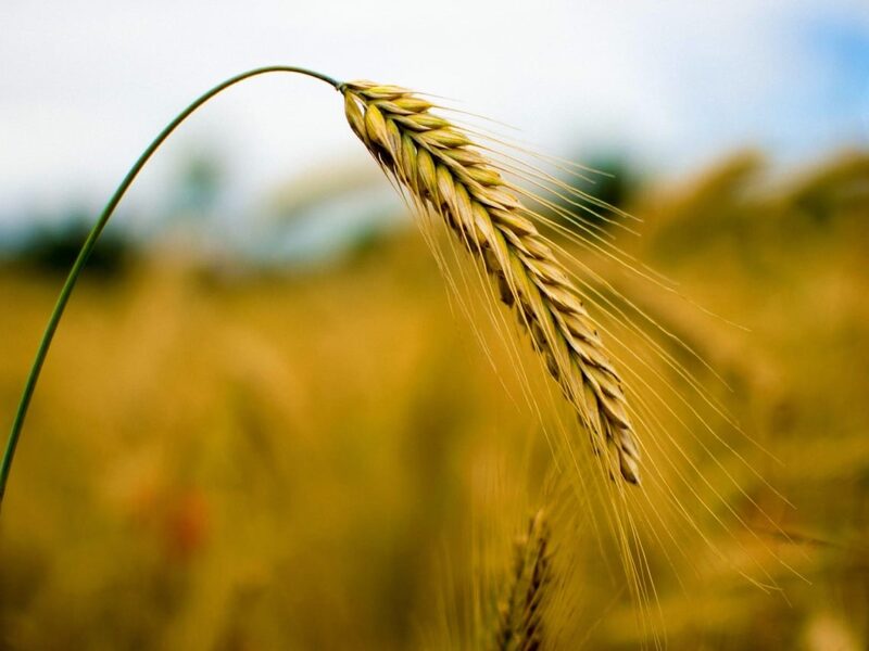 La reprise économique mondiale et le boom des matières premières : Qu&rsquo;est-ce qui vient ensuite