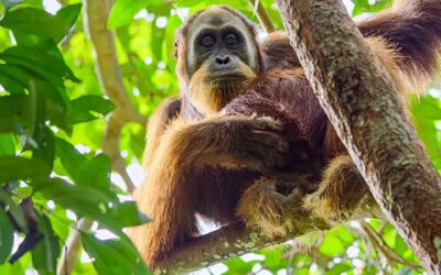 “Secret Lives of Orangutans” – A Netflix Documentary: Unprecedented Insights into Orangutans