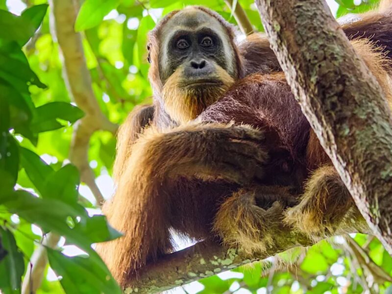 “우리가 몰랐던 오랑우탄” – 넷플릭스 다큐멘터리: 전에 없던 오랑우탄의 모습