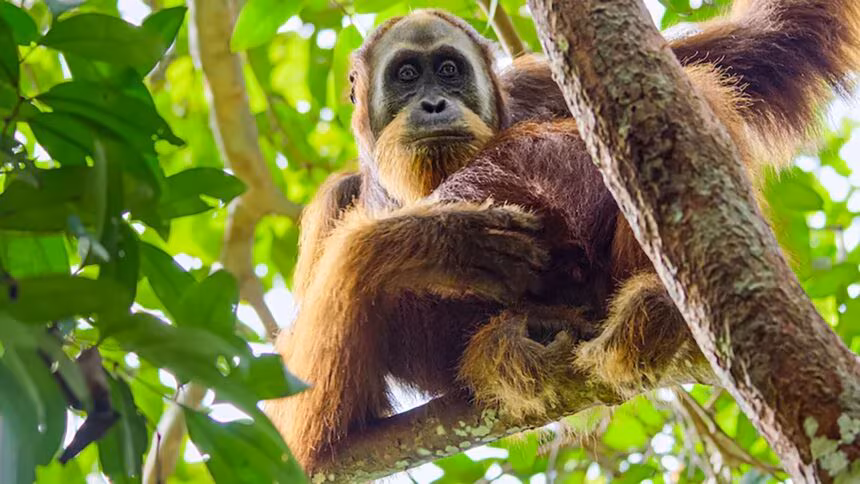 Secret Lives of Orangutans