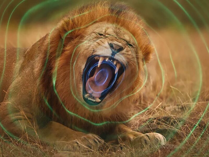 「デヴィッド・アッテンボロー: 知られざる音の世界」をNetflixで：音を通して動物のコミュニケーションを解読する