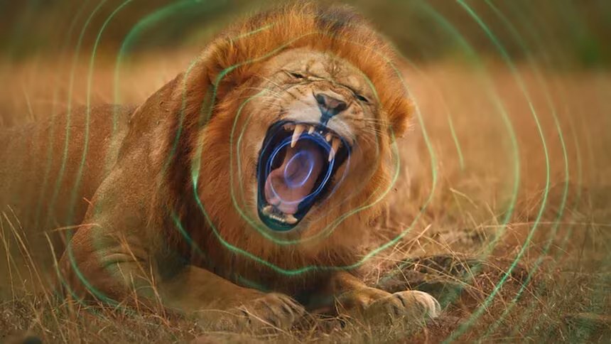 Secret World of Sound with David Attenborough