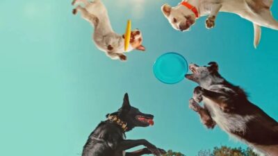 「汪星人的奇思妙想」一部非常……犬科紀錄片,Netflix 上的紀錄片