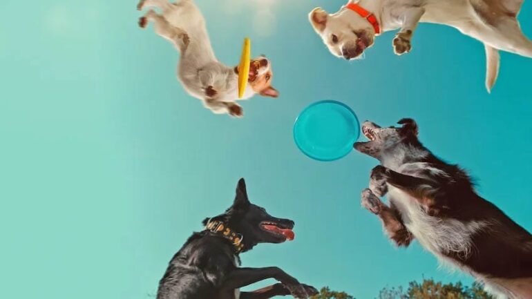 „În mintea câinilor” O fascinantă odisee canină pe Netflix