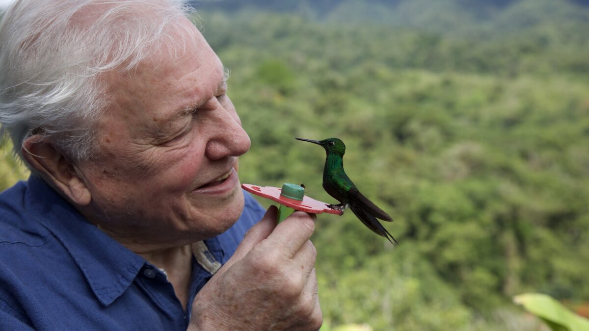 David Attenborough