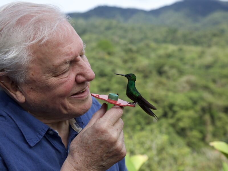 David Attenborough