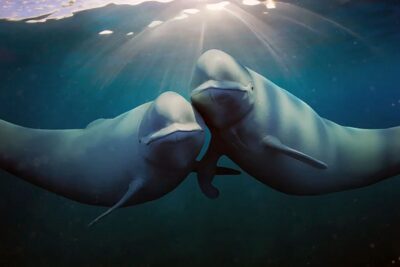 «Nuestros océanos» – Documental en Netflix: la maravillosa y espectacular variedad de los océanos