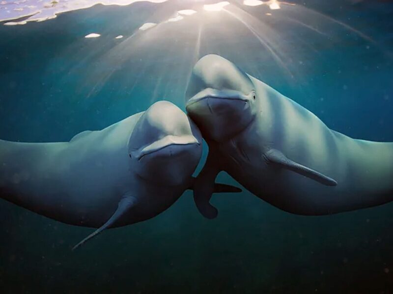 「地球の海: その神秘に満ちた世界」- Netflixのドキュメンタリー: 驚異と壮麗な海洋の多様性