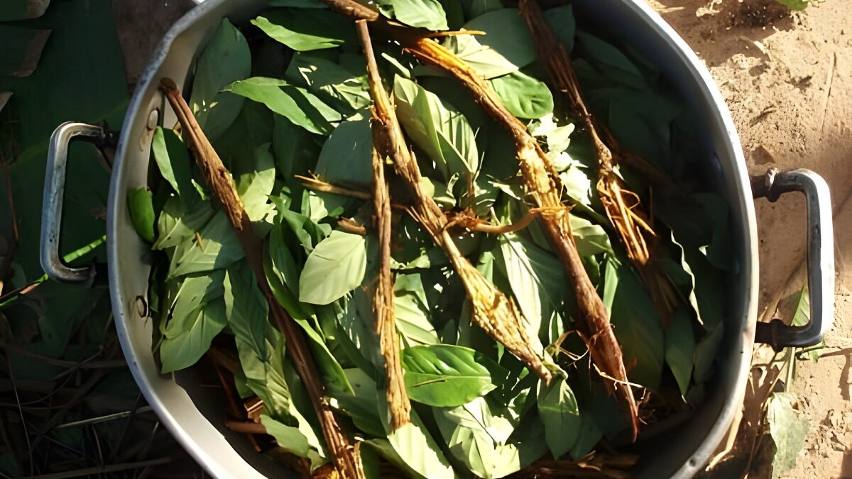 Ayahuasca: a videira sagrada da alma