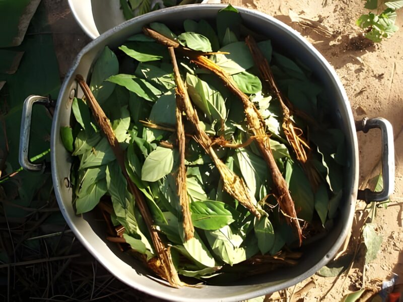 Ayahuasca: la vite sacra dell’anima